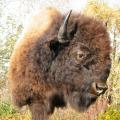 Bison Bison